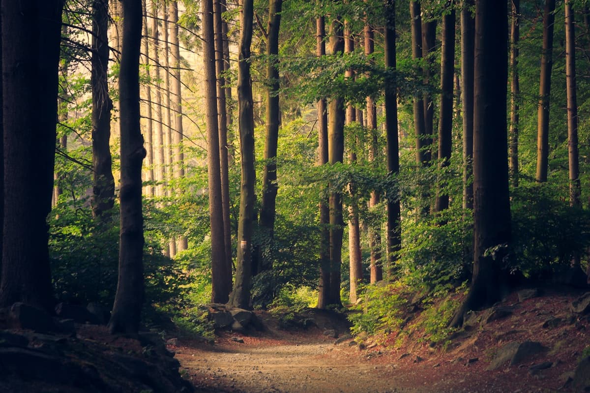 Sendero en medio de un bosque verde iluminado por el sol